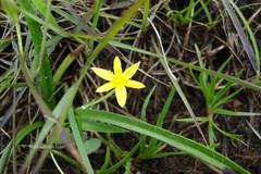 Hypoxis aurea